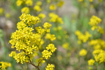 Yellow meadow flowers background 3