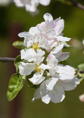 Apple tree in bloom.