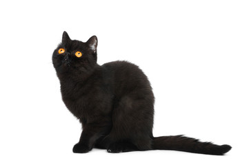 British exotic short hair cat in studio