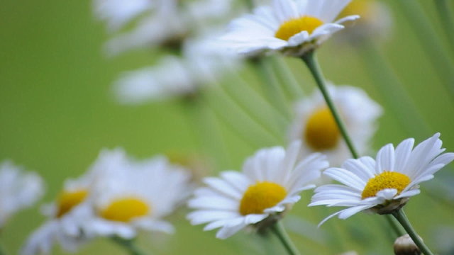 Leucanthemum