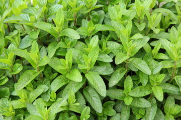 Hierbabuena, menta, plantas.