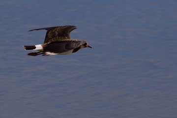 Lapwing in flight
