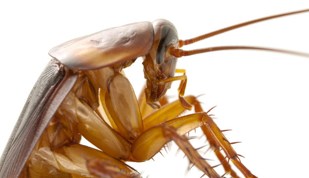 cancrelat, blatte, cafard