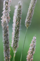 Weidegras Tierfutter  Phleum pratense