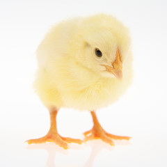 Küken