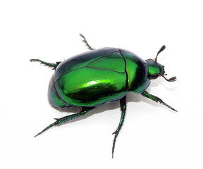 Escarabajo verde en fondo blanco.insecto verde.