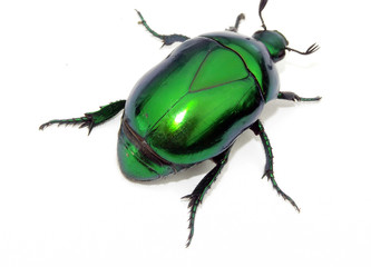 Escarabajo verde en fondo blanco.insecto verde.