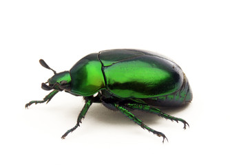 Escarabajo verde en fondo blanco.insecto verde.