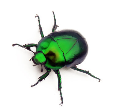 Escarabajo verde en fondo blanco.insecto verde.