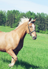 Naklejka na ściany i meble palomino horse in the spring field in movement