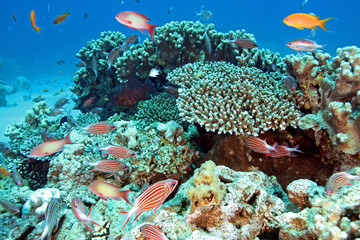 Naklejka na ściany i meble récif corallien