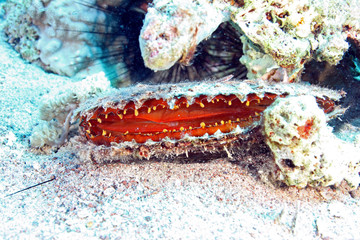 bivalves