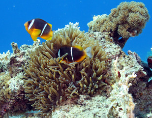 poisson clown et anemone