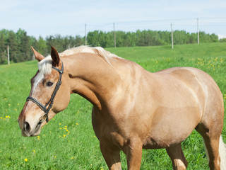 Obraz premium palomino hack horse in the spring field