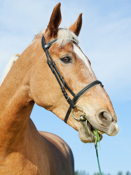 funny portrait of palomino horse at blue sky background