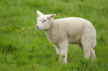 Obraz premium Hausschaf, Sheep