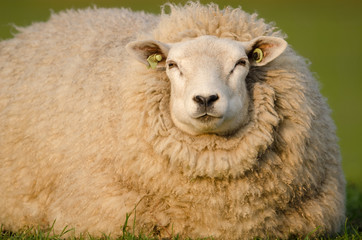 Hausschaf, Sheep