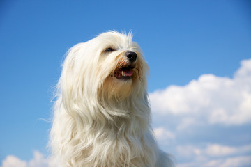 Hunderasse Havaneser