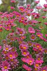 fleurs dans les champs