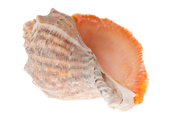 Seashell on white