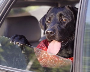 black lab in car window