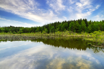 Fototapeta na wymiar Piękny irlandzki las odbicie w jeziorze