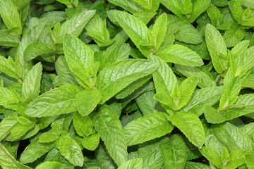 Planta aromática. Menta, hierbabuena. © LFRabanedo