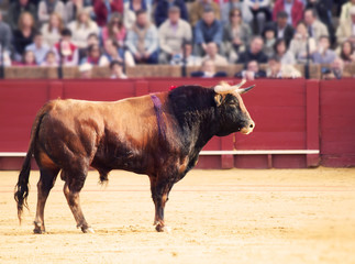 Fighting bull  at the arena. Brown bull