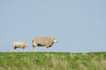 Hausschaf, Sheep