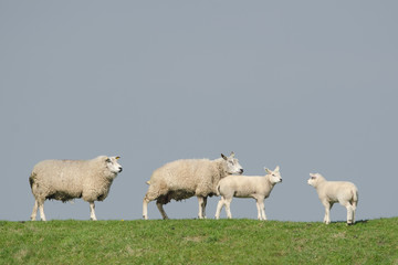 Fototapeta premium Hausschaf, Sheep