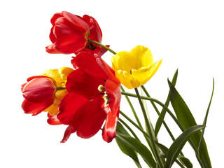 Obraz premium Tulips
