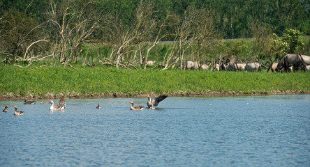 Geese and konik horses in nature © Naj