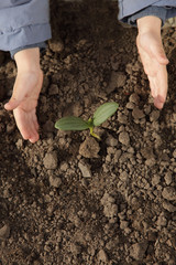 sprout in children hand