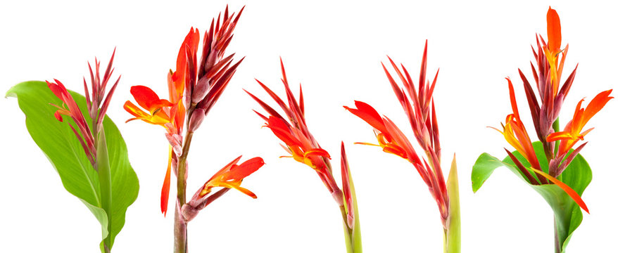 fleurs de canna