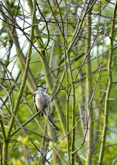 Bébé mésange longue queue