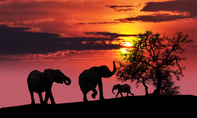Fototapeta na wymiar Rodzina słoń o zachodzie słońca