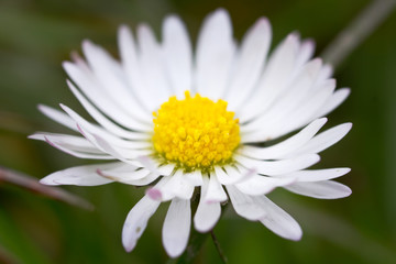 Fototapeta premium Daisy flowers close up