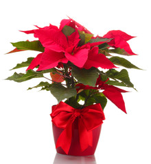 beautiful poinsettia in flowerpot isolated on white © Africa Studio
