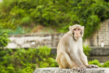 Monkey ape sitting and looking