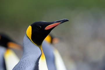 Portrait of a king Penguin