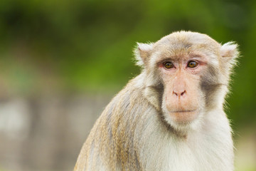 Monkey ape looking