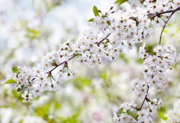 Blooming cherry branch