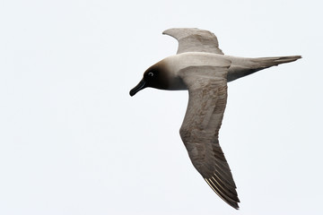 Light-mantled sooty albatross flying.