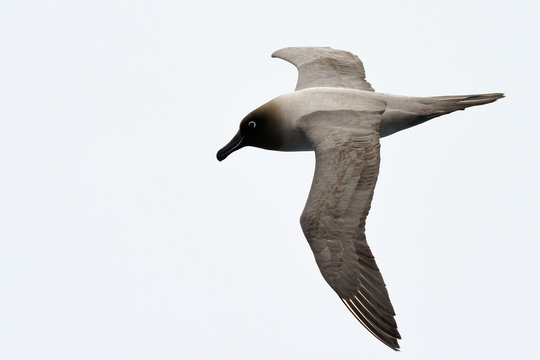 Light-mantled Sooty Albatross Flying.