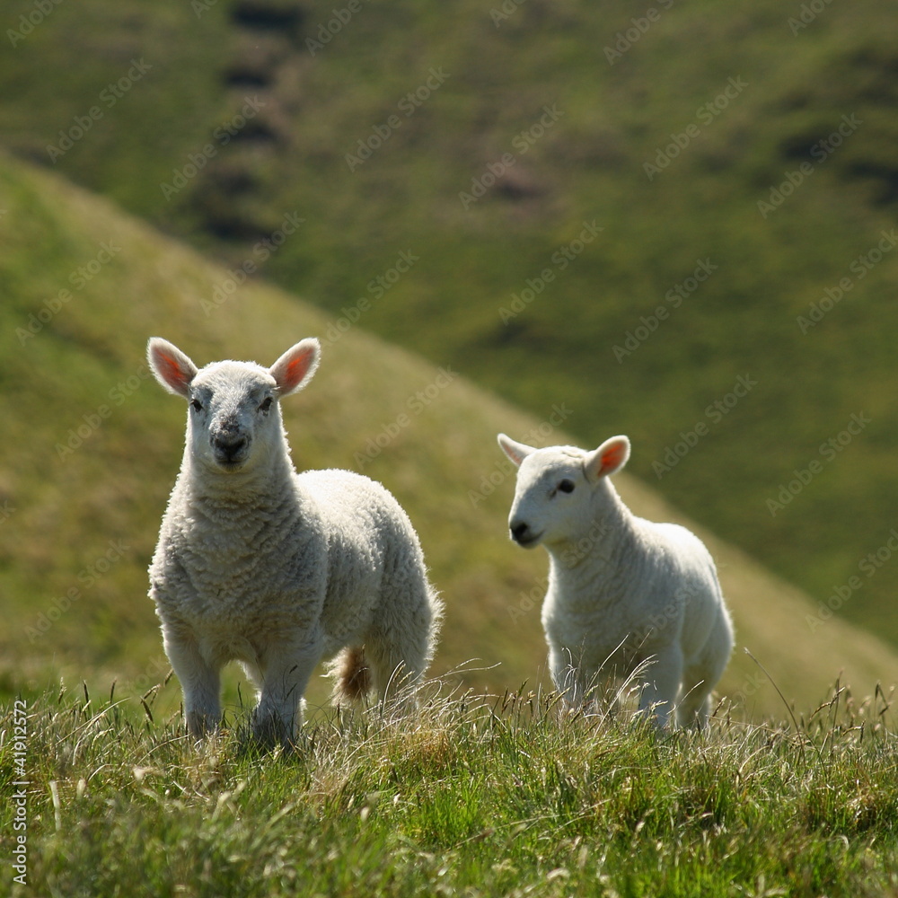 Wall mural two playfull lambs