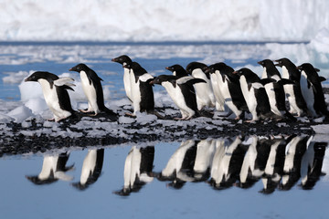 Fototapeta premium Group Adelie penguins going to the water.