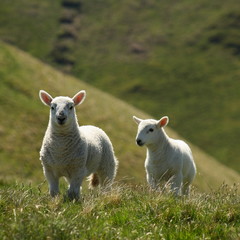 Fototapeta premium two playfull lambs