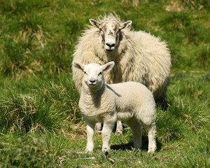 watchful ewe with little lamb