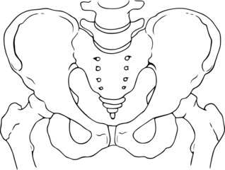 Human pelvis bones