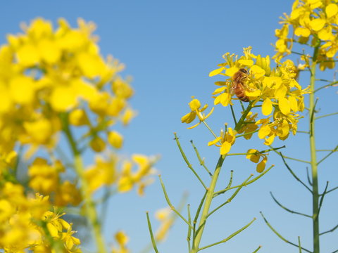 青空と菜の花とミツバチ